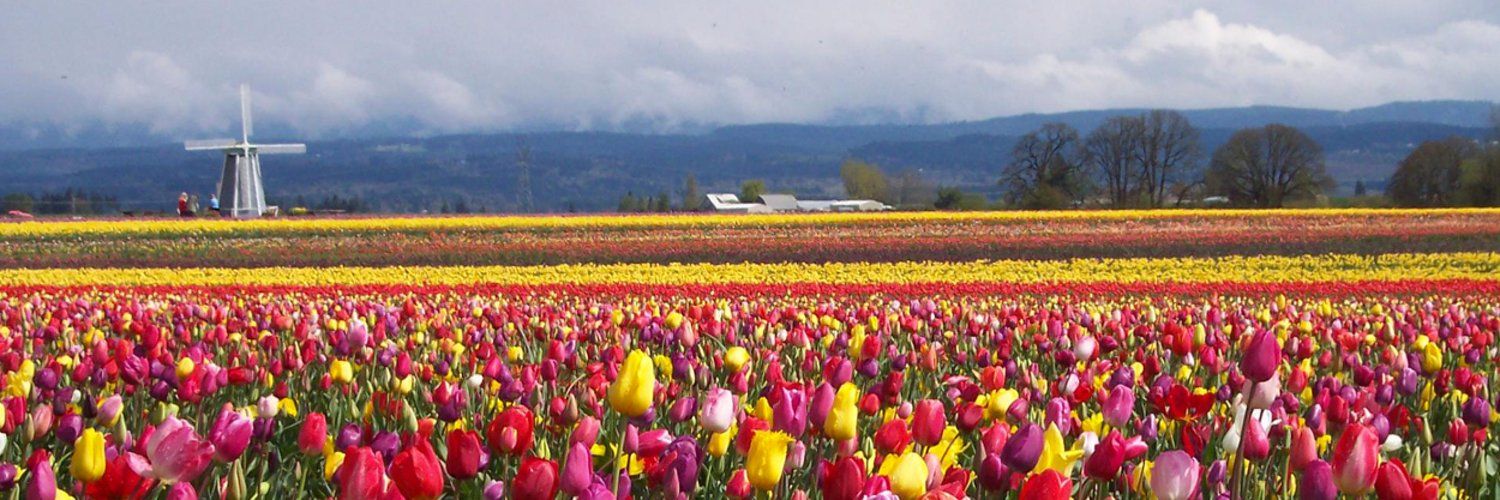 Holland Bulb Farms's images