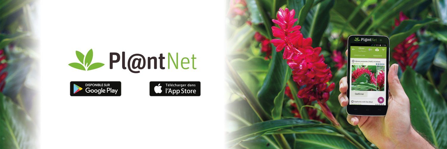 PlantNet's images