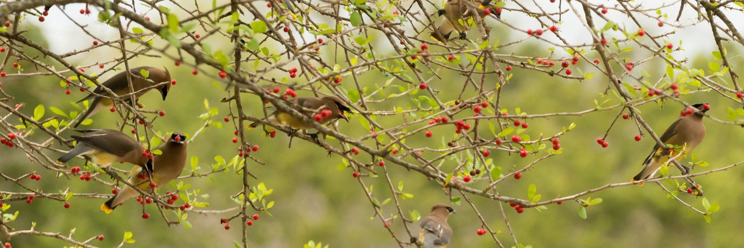 Wildflower Center's images