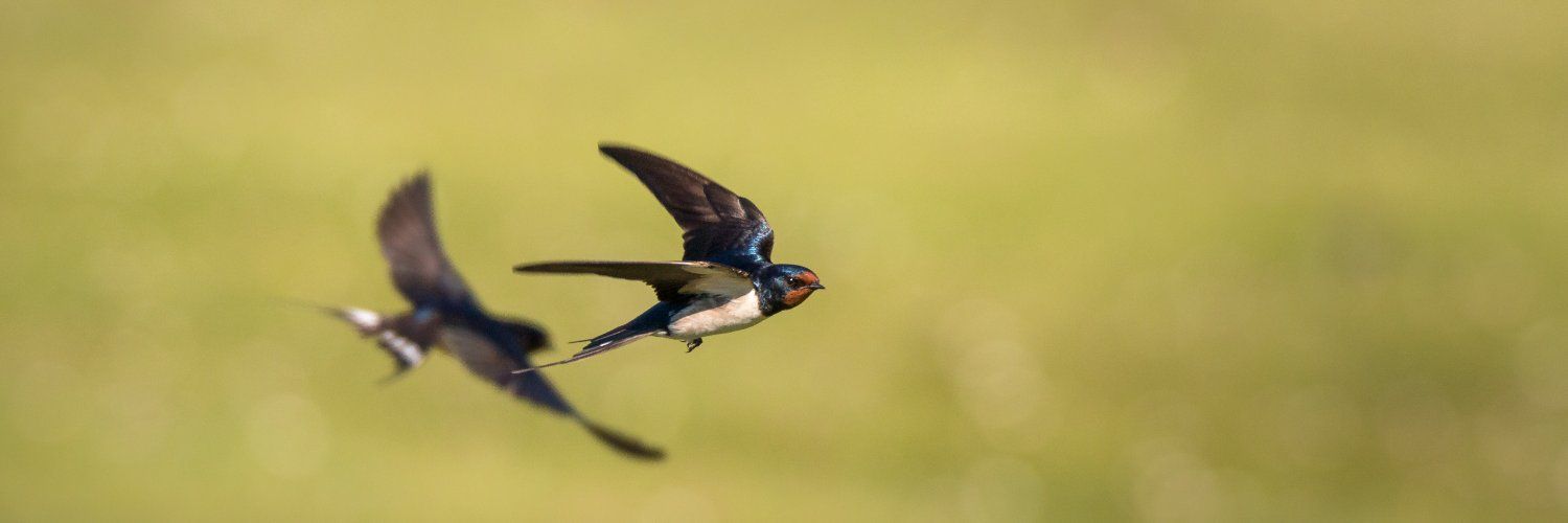 Vogelbescherming NL's images