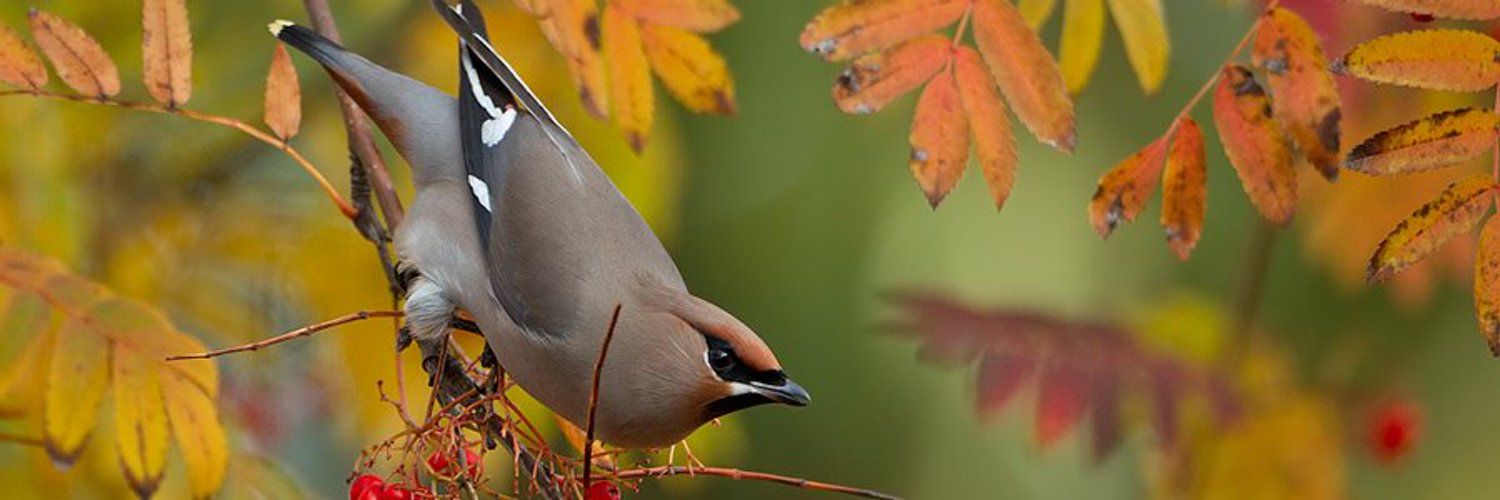 Vogelbescherming NL's images