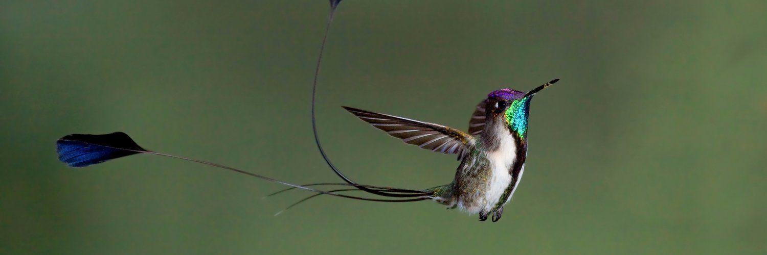 American Bird Conservancy's images