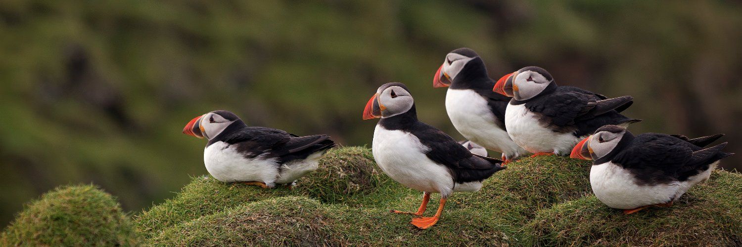 American Bird Conservancy's images